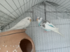 Budgerigar Birds for Sale, 2 Birds, Laying Eggs Again